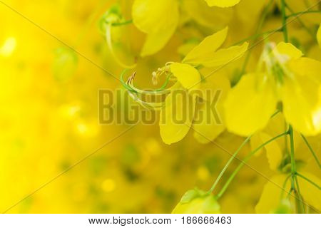 Close-up of a Ratchaphruek flower slective focus and with a very shallow depth of field. Thai national flower.