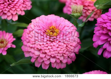 Flor fofa