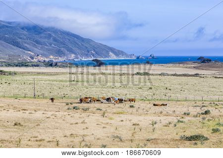 Cows Graze Fresh Grass On A Meadow In Andrew Molina State Park