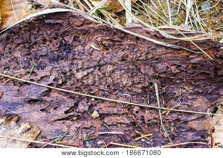Roads in bark of tree from bark beetle leave and grass.