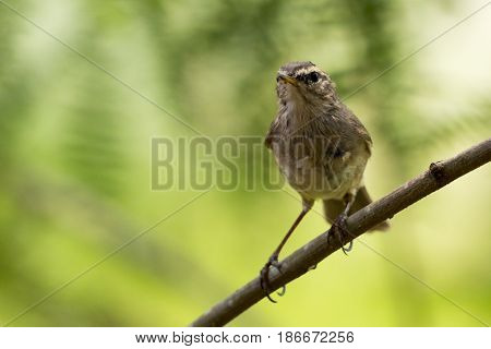 Image of bird (Common Tailorbird) on the branch on natural background.