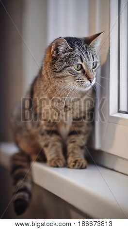 The striped cat with green eyes sits on a window sill.