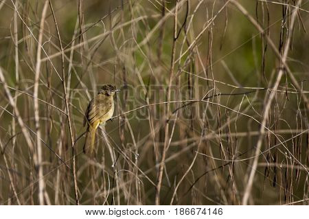 Image of bird (Streak-eared Bulbul; Pycnonotus blanfordi) on the branch on nature background. Wild Animals.