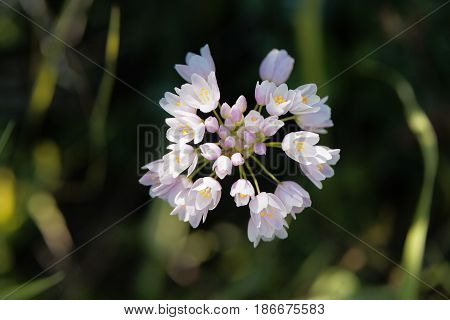 Flowers of a wild rosy garlic plant (Allium roseum)