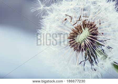 Dandelion. Dandelion fluff. Dandelion tranquil abstract closeup art background.