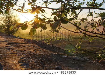 Tree branch on a background of sunrise
