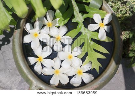 White Flowers Group On Water Bowl stock photo