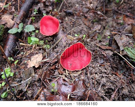 Scarlet Elf Cup Fungus , (Sarcoscypha coccinea)