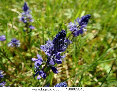 Common Milkwort , (Polygala vulgaris) , Blue flower
