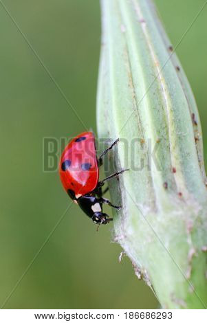 Ladybird sitting on grass in the meadow. Ladybug in nature