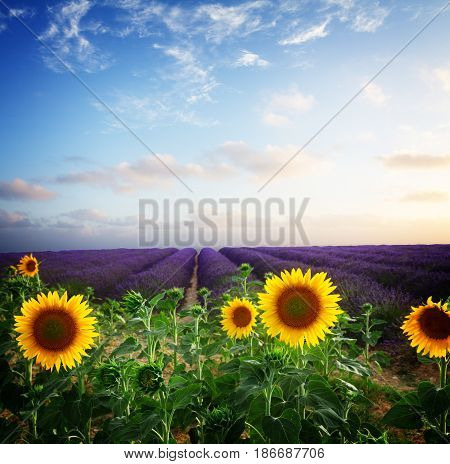 Sunflower and Lavender flowers field at summer sunsrise with pink clouds, Provence, France, retro toned
