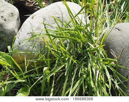 Large gray stone in the green grass in the city Park