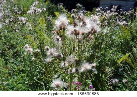 The seed heads of creeping thistle plants (Cirsium arvense), also called the Canada thistle, in a yard in Harbor Springs, Michigan during August