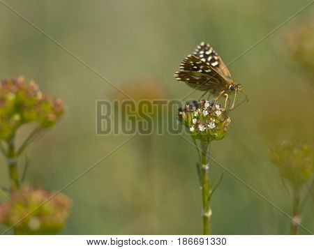 Butterfly Warming Its Wings In The Sun