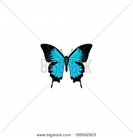 Realistic Sky Animal Element. Vector Illustration Of Realistic Papilio Ulysses Isolated On Clean Background. Can Be Used As Butterfly, Bluewing And Blue Symbols.