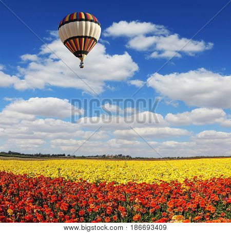 The multi-color balloon slowly flies over blossoming fields of garden buttercups. Concept of extreme and rural tourism. Light clouds portend a warm day