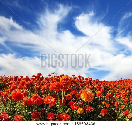  Field of blooming buttercups - ranunculus. Strong spring wind carries clouds  Concept of agrotourism and rural tourism 