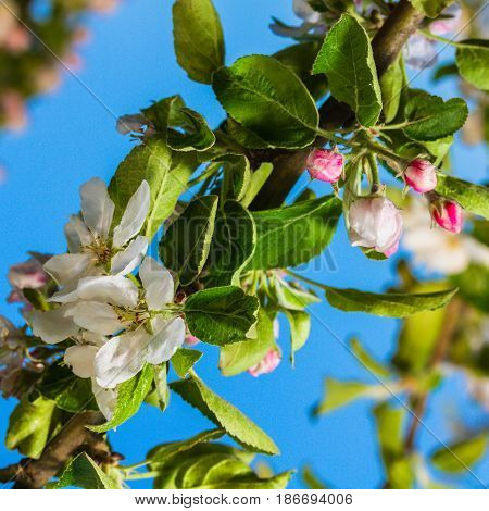 bluming apple tree on a sky background