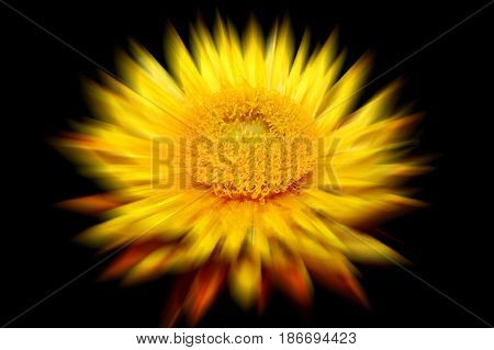 Helichysum (yellow) with a zoom burst blur which is a common perennial flower sometimes called Everlasting