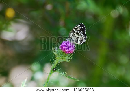 Melanargia galathea. Marbled white butterfly in natural habitat. Butterfly on wild flower in meadow.