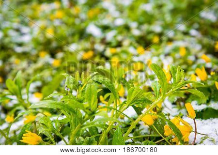blooming flowers in snow in spring park, anomaly weather