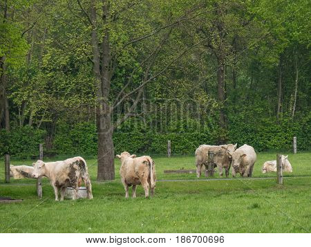 spring time in the german muensterland near borken