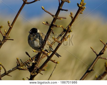 Male reed bunting peched on tree branch