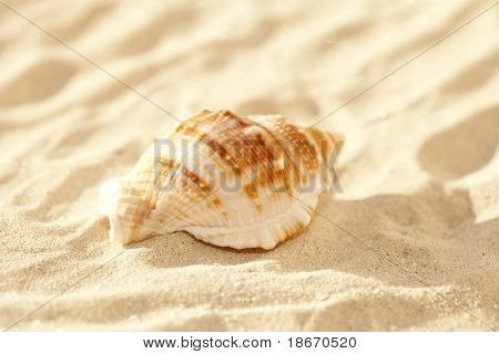 lyse bursa sea shell på fine hvide strandsand, skinnende, lavvandede dof