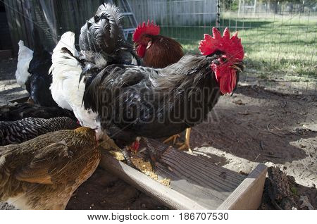 Large Black Rooster Perched On A Feeding Trough