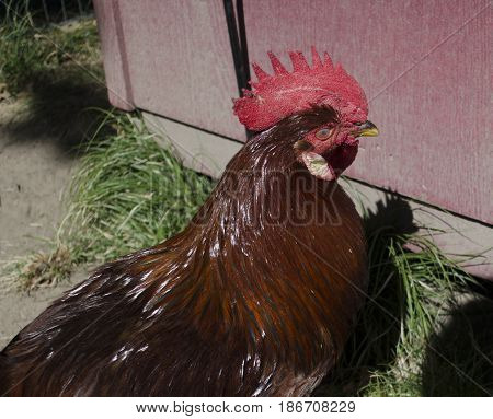 A Large Red Farm Rooster Casting A Shadow