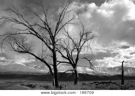 Bishoptrees