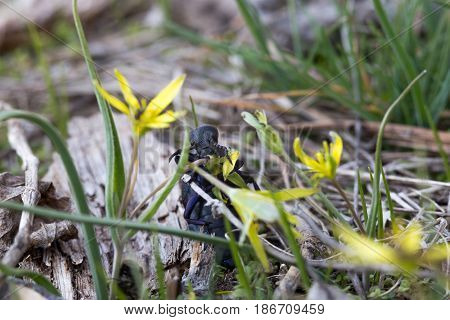 Fat black European oil beetle eating flower Gagea lutea. Insect Meloe proscarabaeus can damage the skin by poisonous secretion. Macro close-up shot at spring