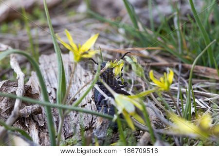 Thick European oil beetle eating yellow spring flower. Insect Meloe proscarabaeus can damage the skin by poisonous secretion. Macro close-up shot at may