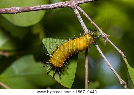 Callizygaena Ada (zygaenidae) Caterpillar