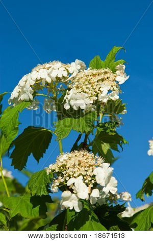 Blühende Guelder rose