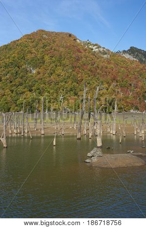 Autumn colours on the forested hillsides surrounding Laguna Verde in Conguillio National Park in Araucania, southern Chile. Stumps of dead trees in the foreground.