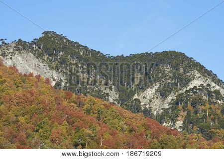 Autumn in Conguillio National Park in southern Chile. Trees in autumn foliage in the foreground; evergreen Araucania Trees (Araucaria araucana) beyond on the higher rocky mountain tops.