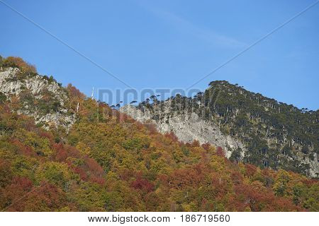 Autumn in Conguillio National Park in southern Chile. Trees in autumn foliage in the foreground; evergreen Araucania Trees (Araucaria araucana) beyond on the higher rocky mountain tops.