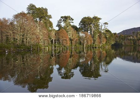 Trees in autumn foliage reflected in the still waters of Laguna Captren in Conguillio National Park in Araucania, southern Chile.