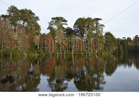 Trees in autumn foliage reflected in the still waters of Laguna Captren in Conguillio National Park in Araucania, southern Chile.