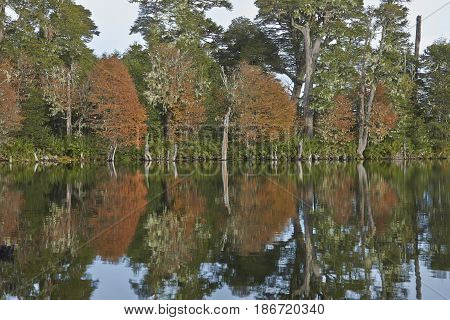 Trees in autumn foliage reflected in the still waters of Laguna Captren in Conguillio National Park in Araucania, southern Chile.