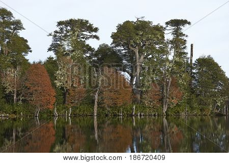 Trees in autumn foliage reflected in the still waters of Laguna Captren in Conguillio National Park in Araucania, southern Chile.