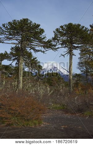 Snow capped peak of Volcano Llaima (3125 meters) in Conguillio National Park in southern Chile. Araucania Trees (Araucaria araucana) in the foreground.