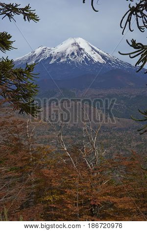Snow capped peak of Volcano Llaima (3125 meters) in Conguillio National Park in southern Chile. Araucania Trees (Araucaria araucana) in the foreground.