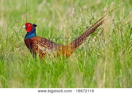 ภาพเหมือนของไก่ฟ้าสีที่ชาย
