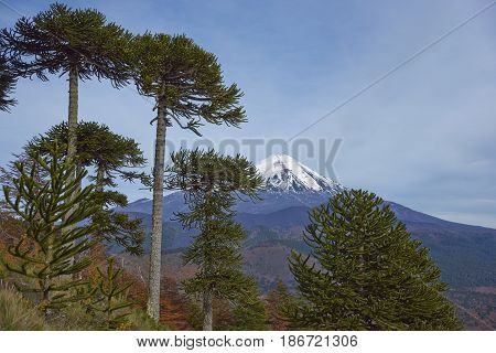 Snow capped peak of Volcano Llaima (3125 meters) in Conguillio National Park in southern Chile. Araucania Trees (Araucaria araucana) in the foreground.