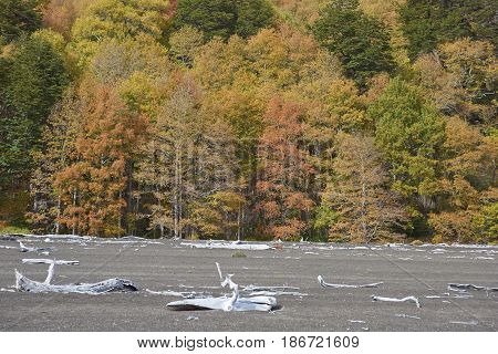 Conguillio National Park in southern Chile. Lake shore of Lago Conguillio surrounded by autumn trees.