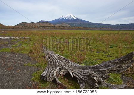 Snow capped peak of Volcano Llaima (3125 meters) in Conguillio National Park in southern Chile. Remains of dead trees on the shore of Lago Conguillio in the foreground.