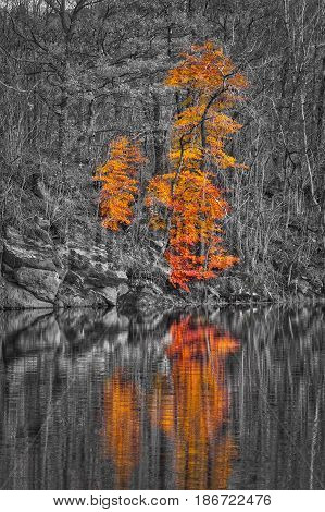 A single tree with enhanced autumn colors - the rest of the forest is in black and white.