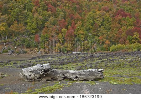 Trees covered in colourful autumn foliage rising out of the lava fields in Conguillio National Park in the Araucania region of Chile.